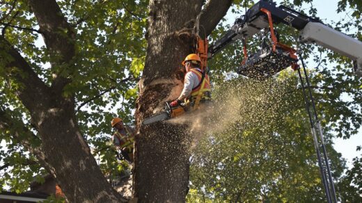 tree cutting and disposal
